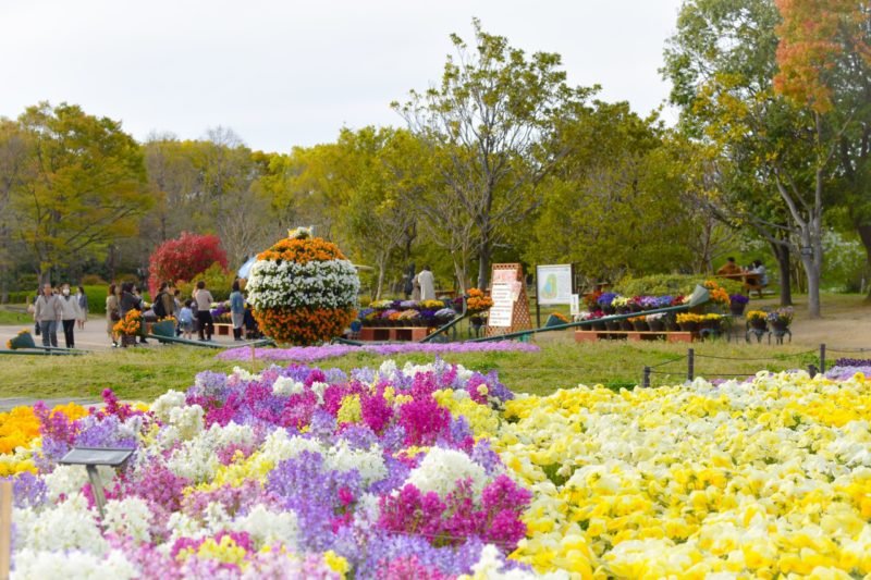 🌸 나가이 식물원(오사카 시리츠 나가이 쇼쿠부츠엔) 이미지 10